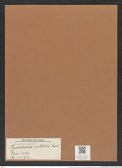 Hyalodiscus subtilis Bail. (de-Toni-Nr.: Genus 219, Species 5494) Zeichnungen Sammlung Grunow Mappe 05264 (Herbarium_W_Grunow_drawings_Folder_05264)